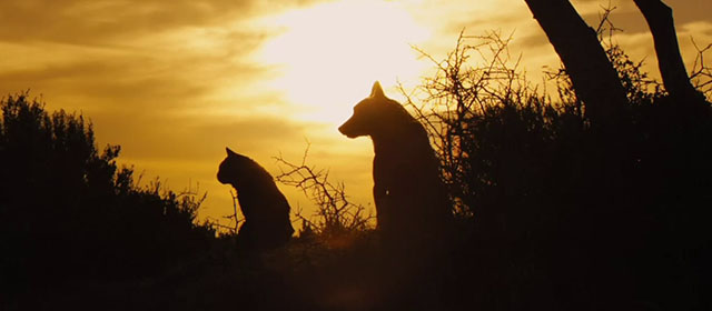 Red Dog - longhair brown and white tabby cat Red Cat with Koko Red Dog sitting together in front of sunset