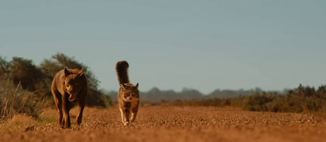 Red Dog - longhair brown and white tabby cat Red Cat and Koko Red Dog walking together