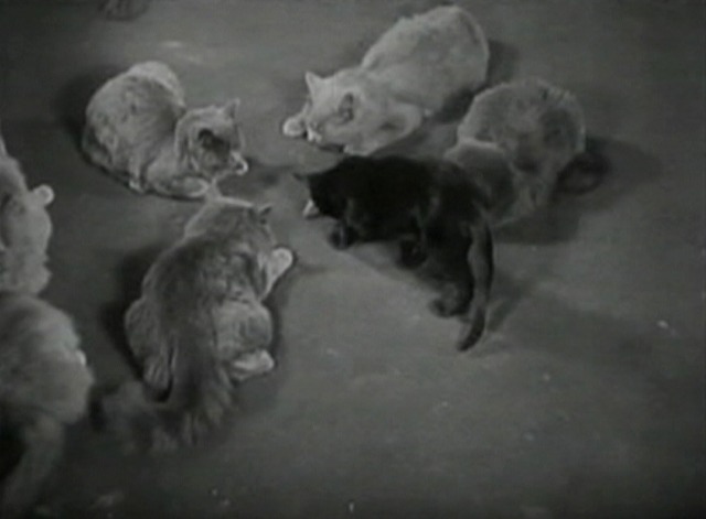 The Red Kimona - cats surrounding helpless bird