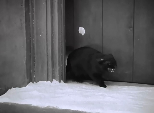 The Red Mill - black cat hissing on windowsill