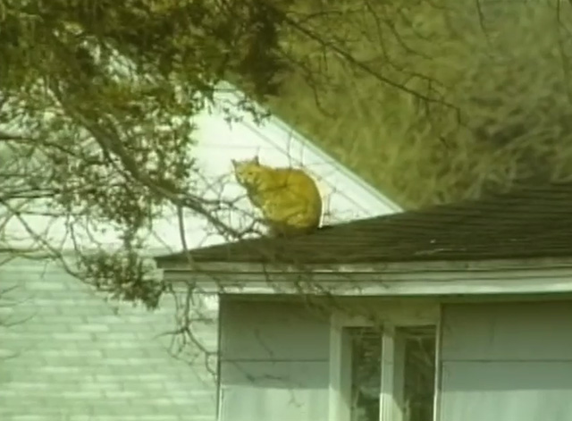 Redneck Zombies - orange tabby cat sitting on roof