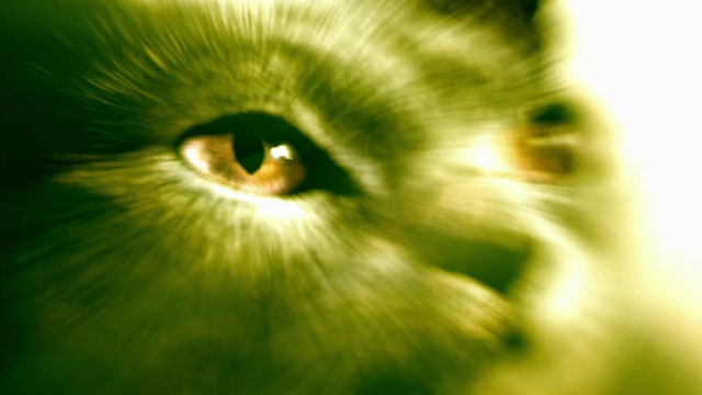 Reeker - close up of cat's face with green tint