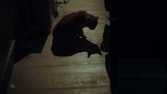 Regression - tabby cat on floor in hallway