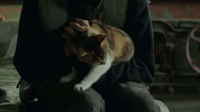 Regression - calico cat being petted on lap