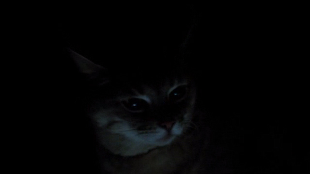 Regression - gray tabby cat Lacy in dark
