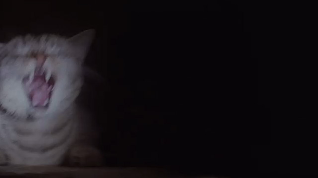 The Relic - tabby cat screeching in cargo hold