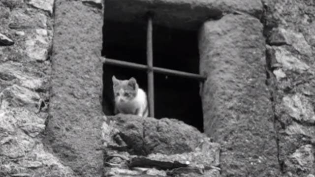 The Reluctant Saint - kitten sitting on windowsill looking down