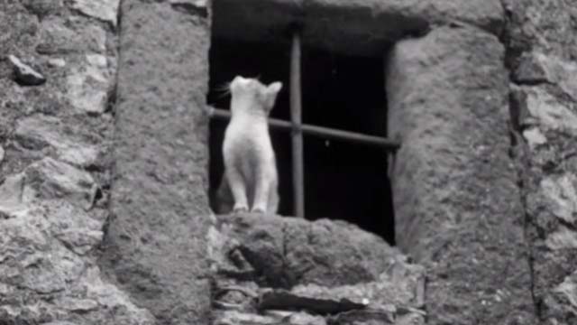The Reluctant Saint - kitten sitting on windowsill looking up