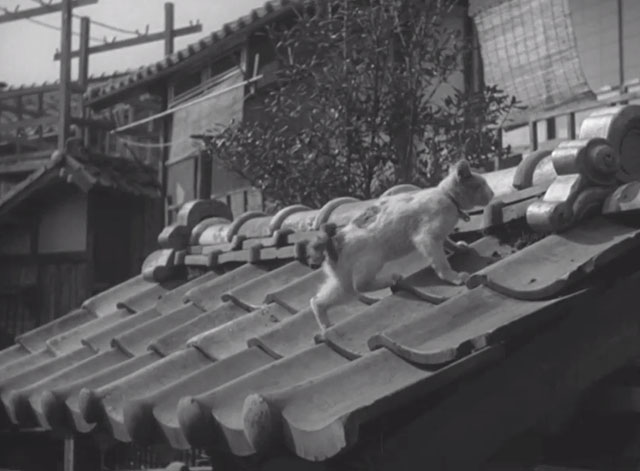 Repast - Japanese Bobtail kitten Yuri on roof