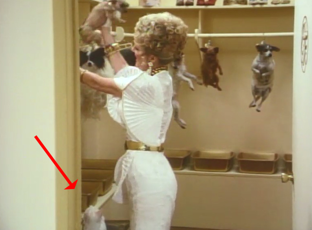 Repossessed - Fanny Ray Weller Lana Schwab with white cat Kit Kat in box in closet of dog accessories