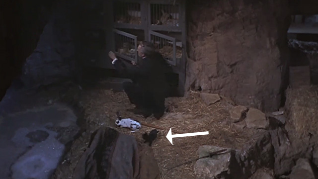 The Reptile - Dr. Franklyn Noel Willman releasing animals with black kitten Katie at his feet