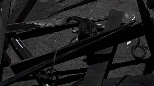 The Return of Dracula - closer of tabby cat Nugget in hole in mine