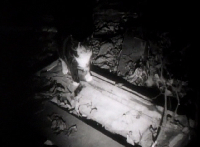 Return to Glennascaul - tortoiseshell cat in light of flashlight