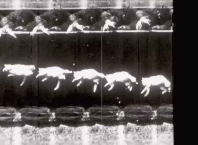 The Revealing Eye - falling cat series of photographs by Étienne-Jules Marey