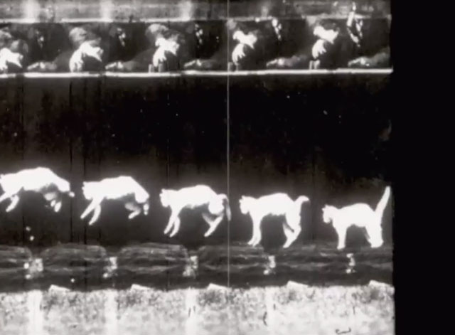 The Revealing Eye - falling cat series of photographs by Étienne-Jules Marey