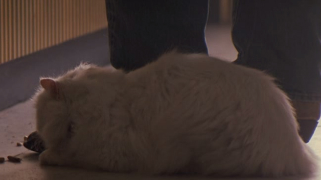 Revenge - long-haired white cat Precious on floor by feet
