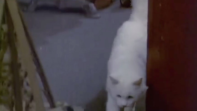 Rhinoceros - longhaired white cat jumping down from table