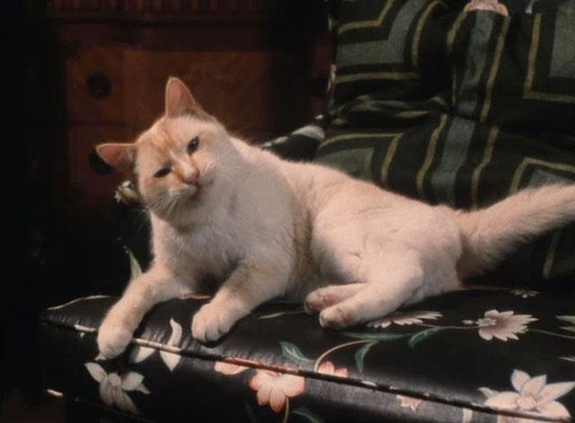 The Richest Cat in the World - Leo Palmer flame point Siamese cat