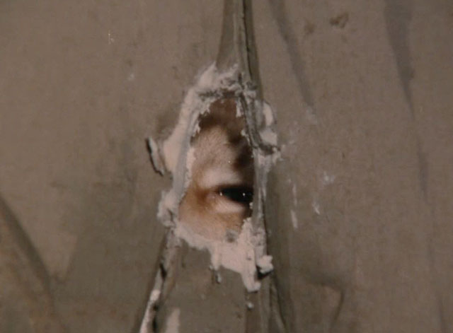 The Richest Cat in the World - Leo Palmer flame point Siamese cat looking through hole in wall