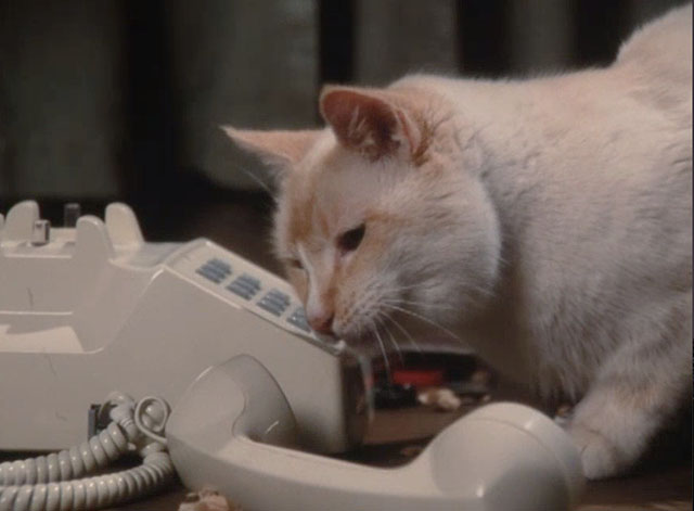 The Richest Cat in the World - Leo Palmer flame point Siamese cat talking into phone receiver