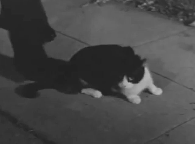 Ring of Terror - tuxedo cat Puma