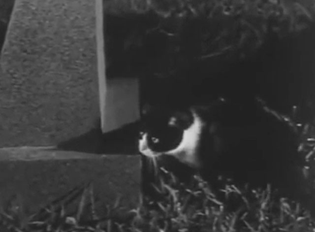 Ring of Terror - tuxedo cat Puma hiding behind gravestone