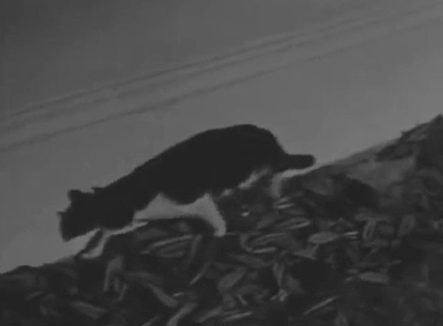 Ring of Terror - tuxedo cat Puma creeping along wall