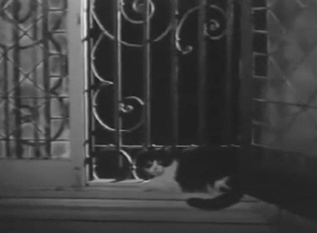 Ring of Terror - tuxedo cat Puma sitting on barred windowsill