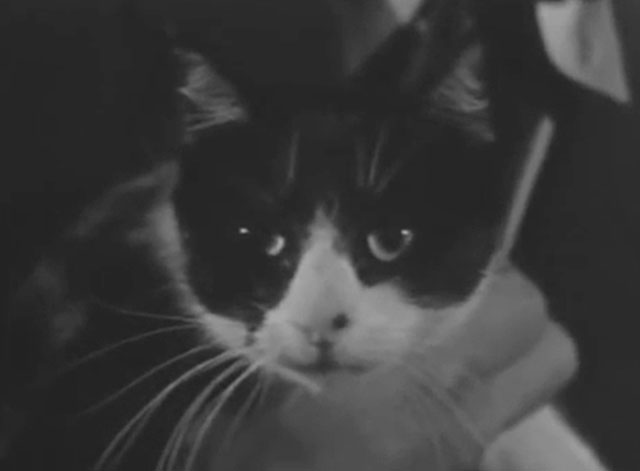 Ring of Terror - tuxedo cat Puma close