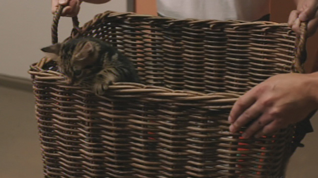 Road to Christmas - tabby kitten trying to crawl out of basket