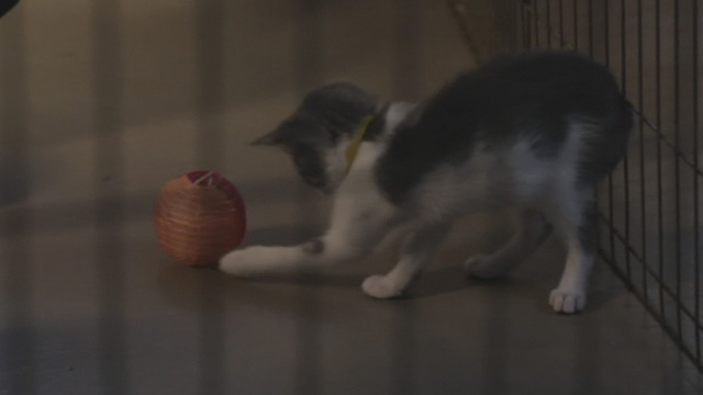 Road to Christmas - gray and white kitten playing with ball