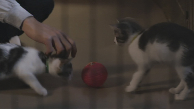 Road to Christmas - two kittens playing with ball