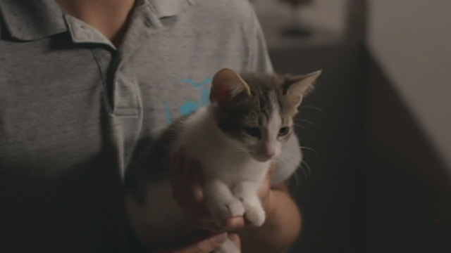 Road to Christmas - gray and white kitten held by Danny's friend