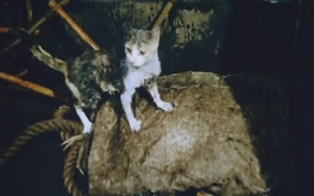 Robinson Crusoe cat Sam in shipwreck