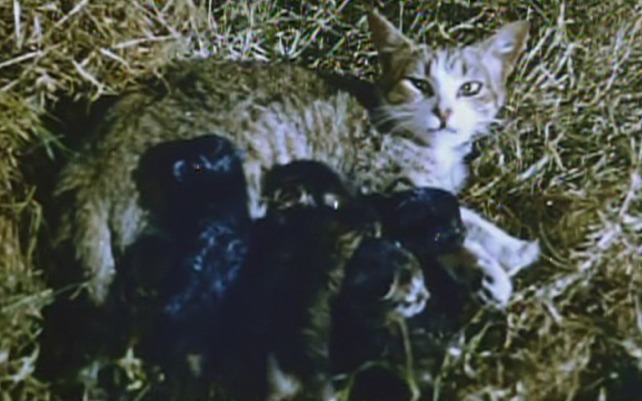 Robinson Crusoe cat Sam with kittens