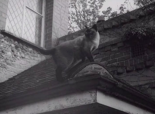 Rogue's Yarn - Siamese cat Khadi on roof