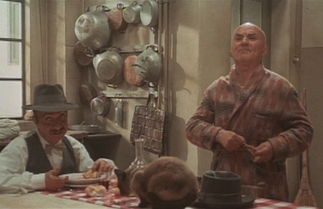 Roma - cat sitting on table