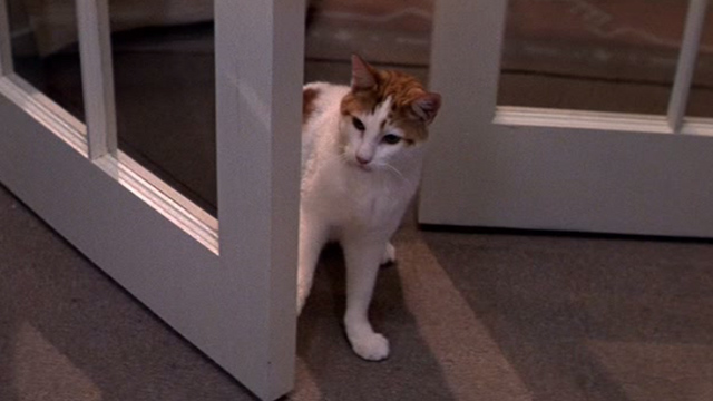 Romancing the Stone - orange and white cat Romeo in doorway