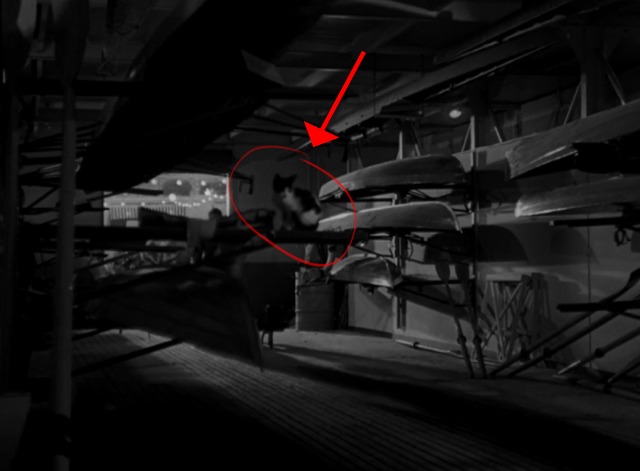 Roman Holiday - tuxedo kitten sitting in boat shed