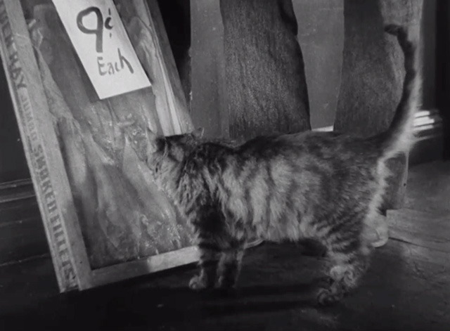 Roman Scandals - long haired tabby cat sniffing at box of fish fillets