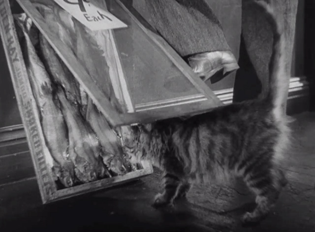 Roman Scandals - long haired tabby cat sniffing at open box of fish fillets