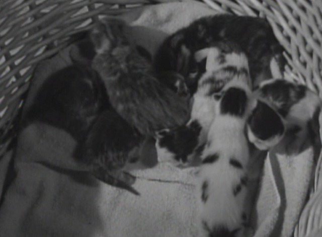 Room for One More kittens in basket