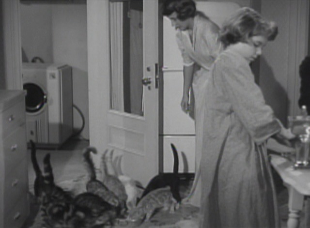 Room for One More cats