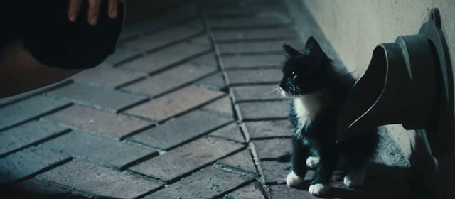 The Roommate - tuxedo kitten Cuddles sitting by downspout