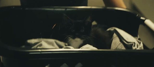 The Roommate - tuxedo kitten Cuddles riding in laundry basket