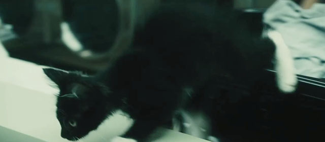 The Roommate - tuxedo kitten Cuddles in laundry room