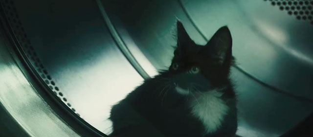 The Roommate - tuxedo kitten Cuddles in dryer