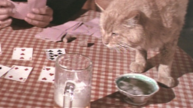 Rooster Cogburn - orange tabby cat General Sterling Price on table