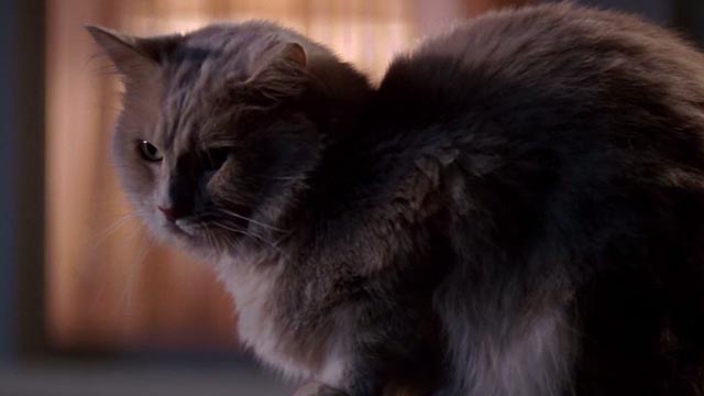 Roxanne - orange cat Grover close up