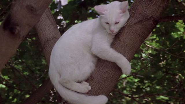 Roxanne - white cat Snowball stuck in tree